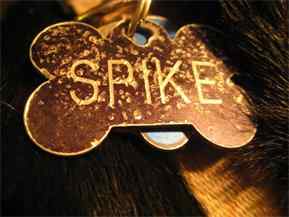 spike Spike (2009) Review