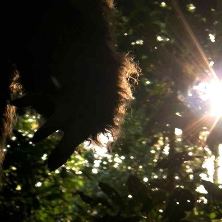 Horror Society: New Aussie Bigfoot film is a Throwback to the good old days of horror   www.horrorsociety.com