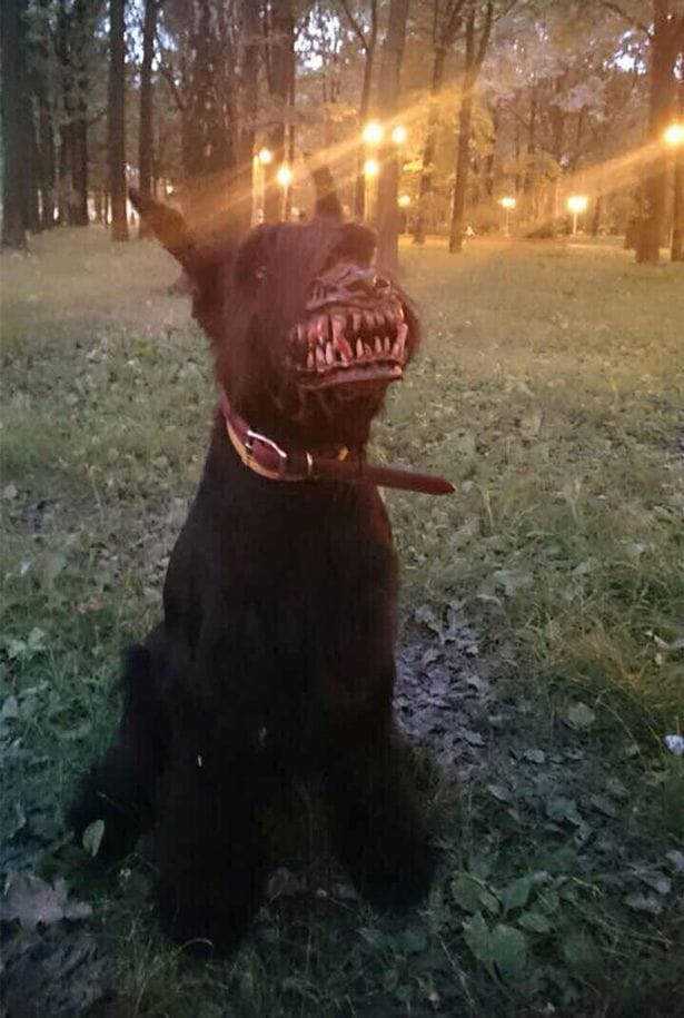 Werewolf Costume Porn - Halloween Must Have: Costume Muzzle Turns Your Dog into a Werewolf! -  Horror Society